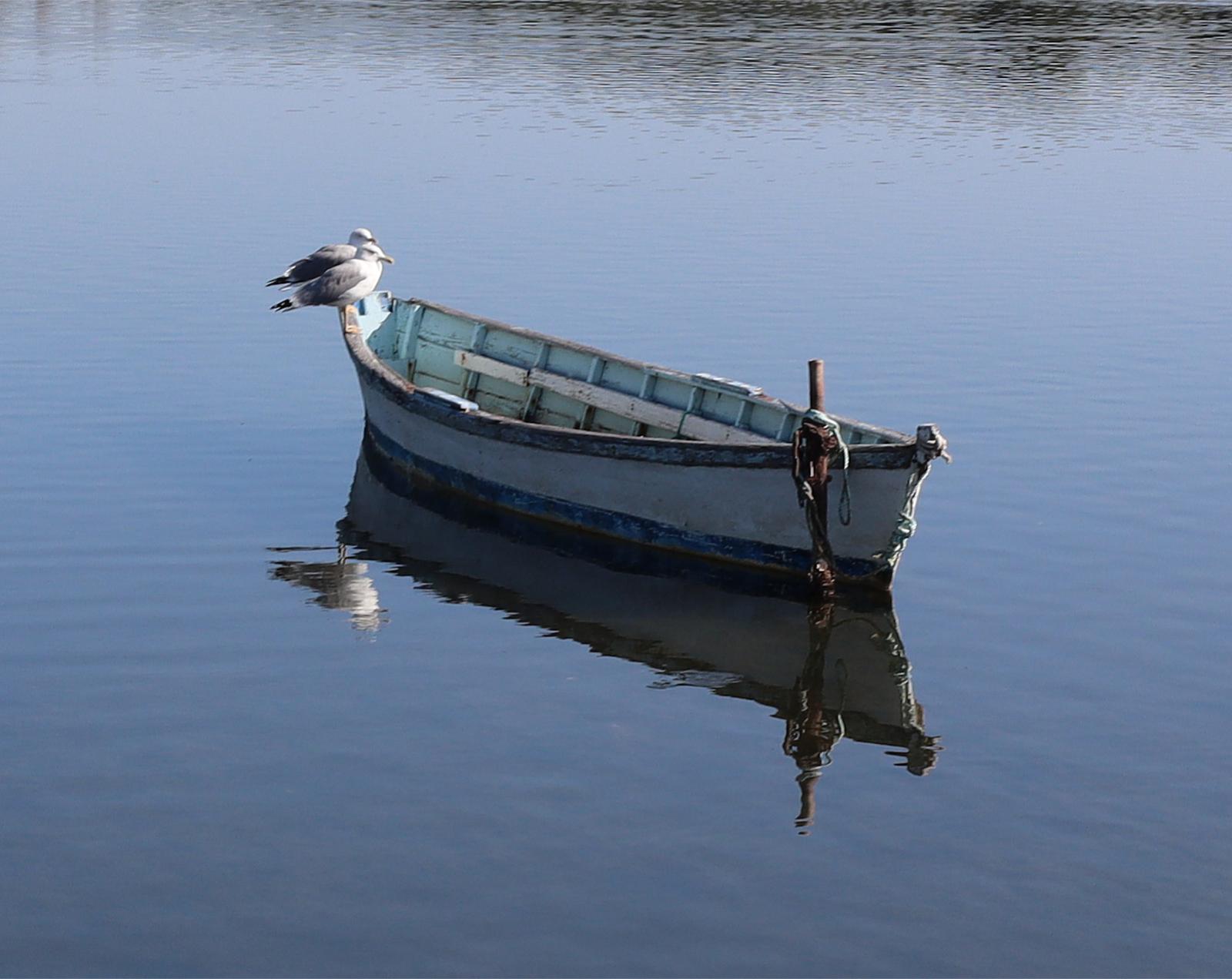 Monday 9th October 2023, Two seagulls on a small fishing boat Gruissan Aude Southern France